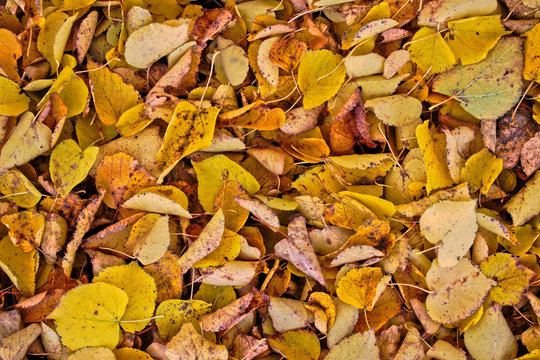 Fallen yellow leaves background