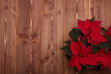Christmas flower on wooden background.