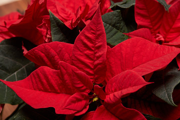 Red Poinsettia flowers.