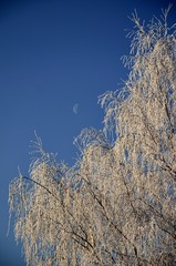 oszronione drzewo z księżycem w tle © Piotr Łaskawski