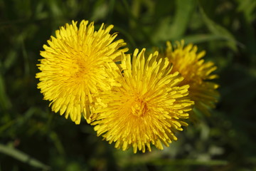 Löwenzahnblüten (Taraxacum)