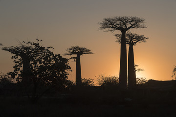 Fototapeta na wymiar Baobab trees in sun set.