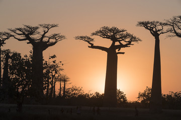 Baobab trees in sun set.