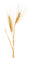 isolated two ears of gold wheat with awns
