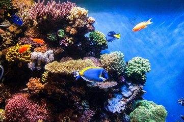 Tropical fishes on the coral reef © belyay