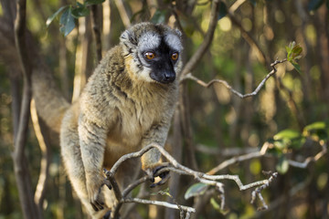 Lemur in their natural habitat, Madagascar.