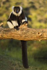 Lemur in their natural habitat, Madagascar.