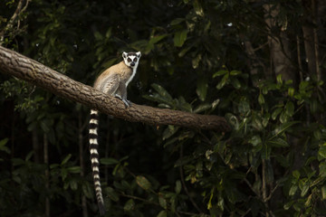 Lemur in their natural habitat, Madagascar.