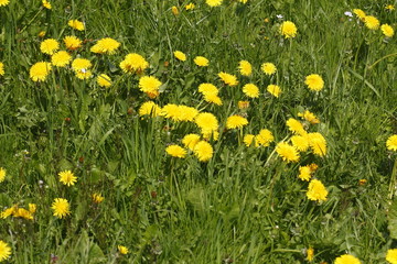 Löwenzahnblüten auf einer Wiese