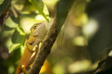 Closeup of a cameleon in his natural habitat, Madagascar.
