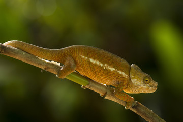 Closeup of a cameleon in his natural habitat, Madagascar.