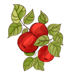 Digital watercolor apple tree branch with fruits and leaves.