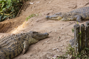 Portrait Madagascar Crocodile, Crocodylus niloticus madagascariensis, Madagascar