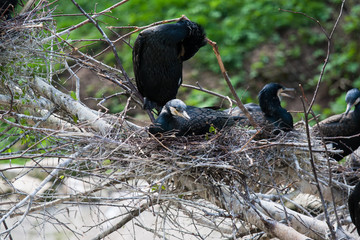 Beautiful east great cormorants at the nest