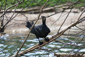 Beautiful east great cormorants at the nest