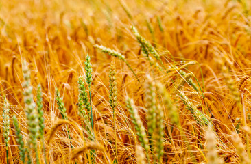 wheat agriculture