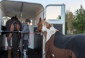 rentrer les chevaux dans le van © Image'in