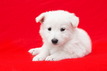 white puppy on a red background