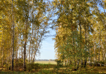 Fototapeta premium Krajobraz wczesną jesienią. Polana z żółtą trawą i liśćmi na tle jesiennego brzozowego gaju w polu odległości i wsi. Zachodnia Syberia.