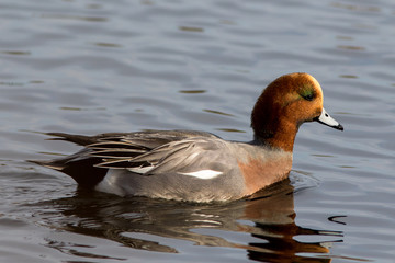 Eurasian Wigeon swimming in a small lake in Southern Sweden