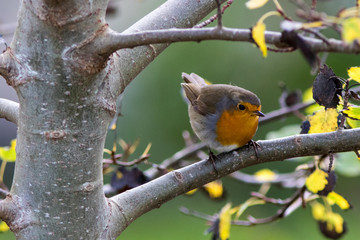European Robin sitting in a tree on Oland Island