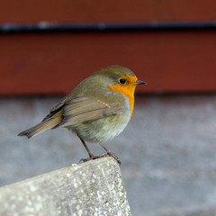 European Robin on autumn migration at Oland Island