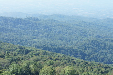 Fototapeta na wymiar Top view forest