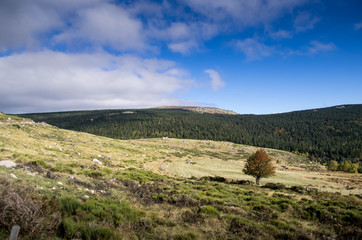 paysage mont lozère