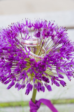 Zierlauch lila Blume Ringe Hochzeit 