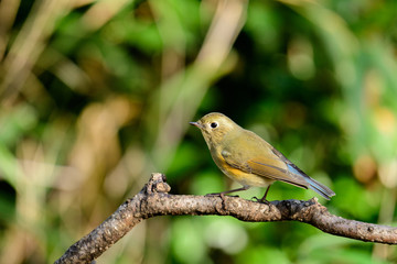 Fototapeta premium ルリビタキ オス 若鳥