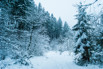 Winter Wonderland at snowfall in the Austrian Forest