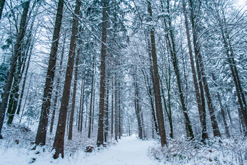 Fototapeta premium Winter Wonderland at snowfall in the Austrian Forest