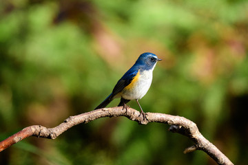 ルリビタキ　オス