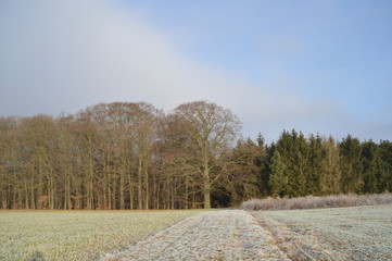 Felder und Wald