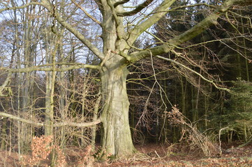 Stattlicher Baum