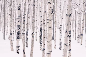 Crédence de cuisine en verre imprimé Hiver Beautiful birch park in winter in frost covered with snow all