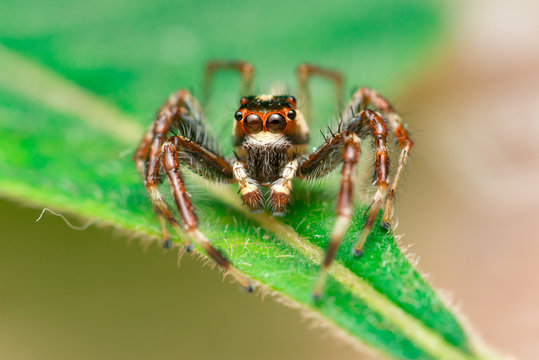Male Two-striped Jumping Spider (Telamonia dimidiata, Salticidae) resting and crawling on a green leaf