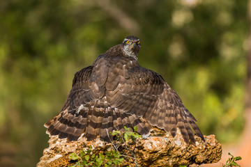 2 years old male of Northern goshawk. Accipiter gentilis