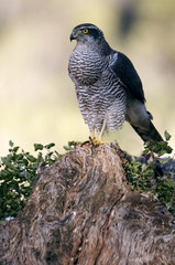 Adult male of Northern goshawk. Accipiter gentilis