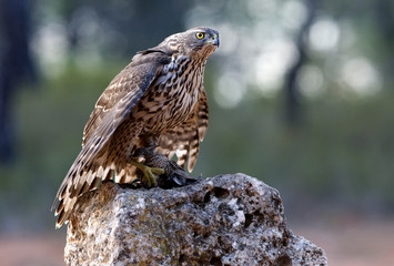 seven month old female of Northern goshawk. Accipiter gentilis