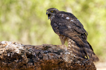 four months old female of Northern goshawk. Accipiter gentilis