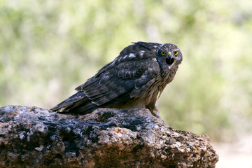 four months old female of Northern goshawk. Accipiter gentilis