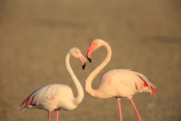 Greater Flamingo (Phoenicopterus roseus) in Dubai, United Arab Emirates