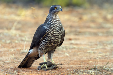 Young female of Northern goshawk. Accipiter gentilis
