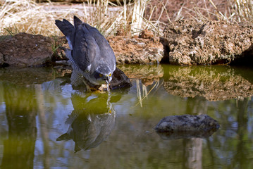Male of Northern goshawk drinking in water hole in summer. Accipiter gentilis