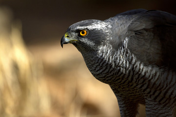 two years old male of Northern goshawk. Accipiter gentilis