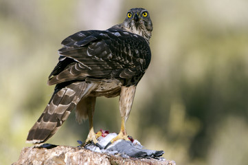 6 months old female of Northern goshawk. Accipiter gentilis