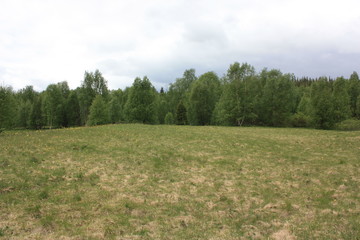 Лесная поляна.