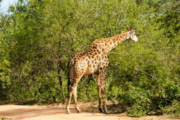 Giraffe grazing in the bush