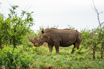 Obraz premium A white rhino grazing in an open field in South Africa